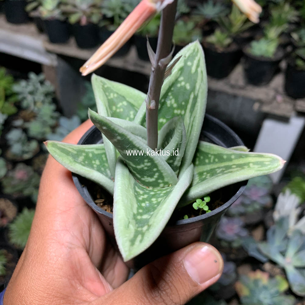 701. Gasteria Green Ice - Image 5