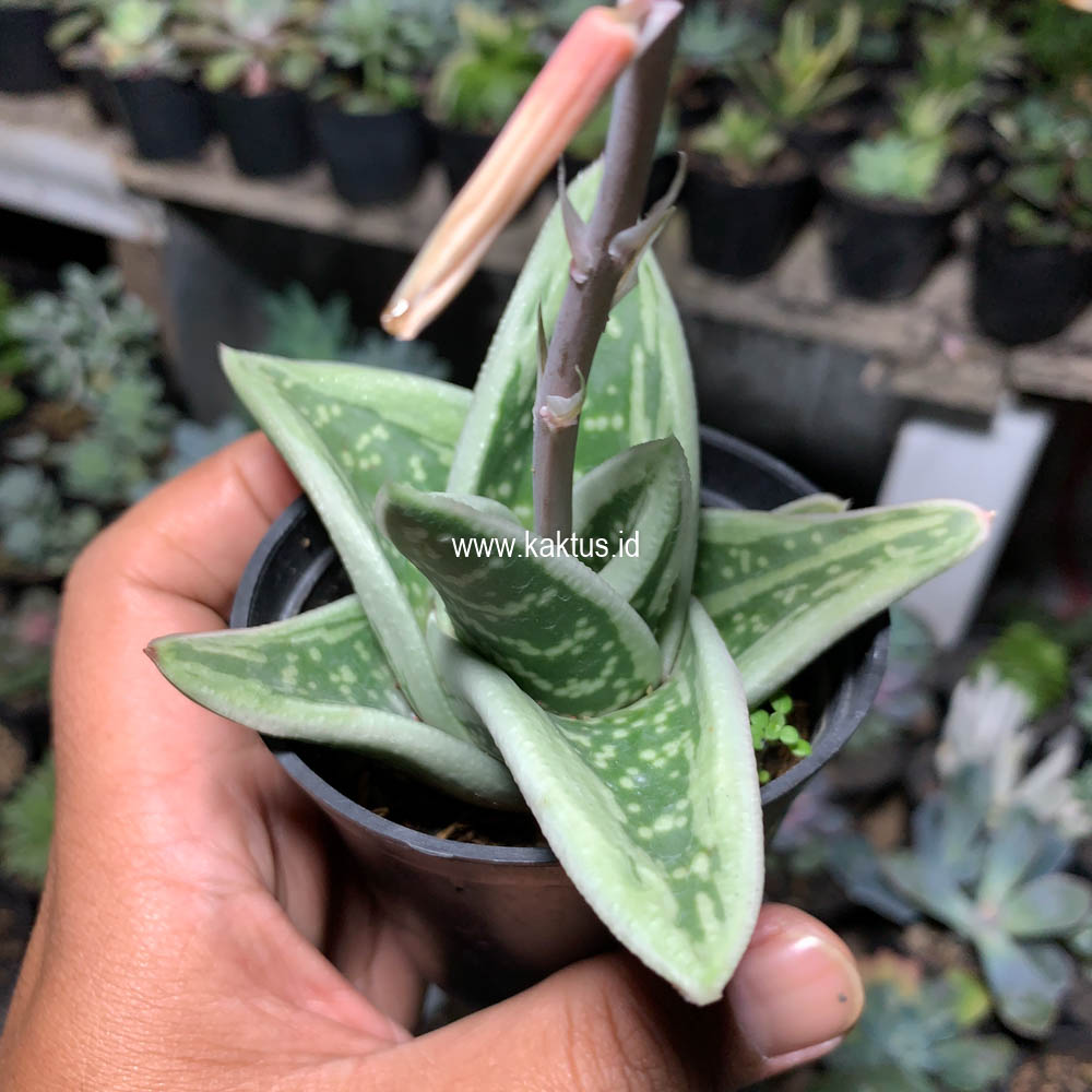 701. Gasteria Green Ice - Image 6