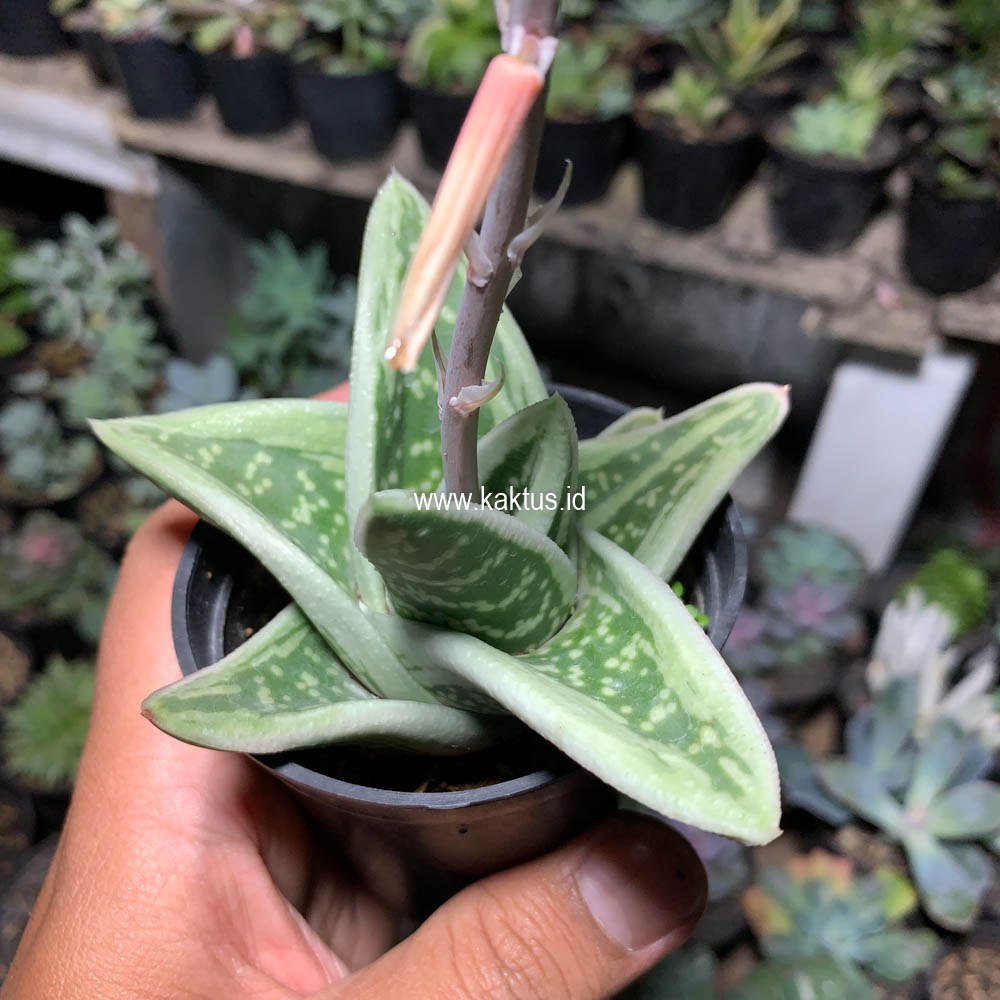 701. Gasteria Green Ice - Image 7