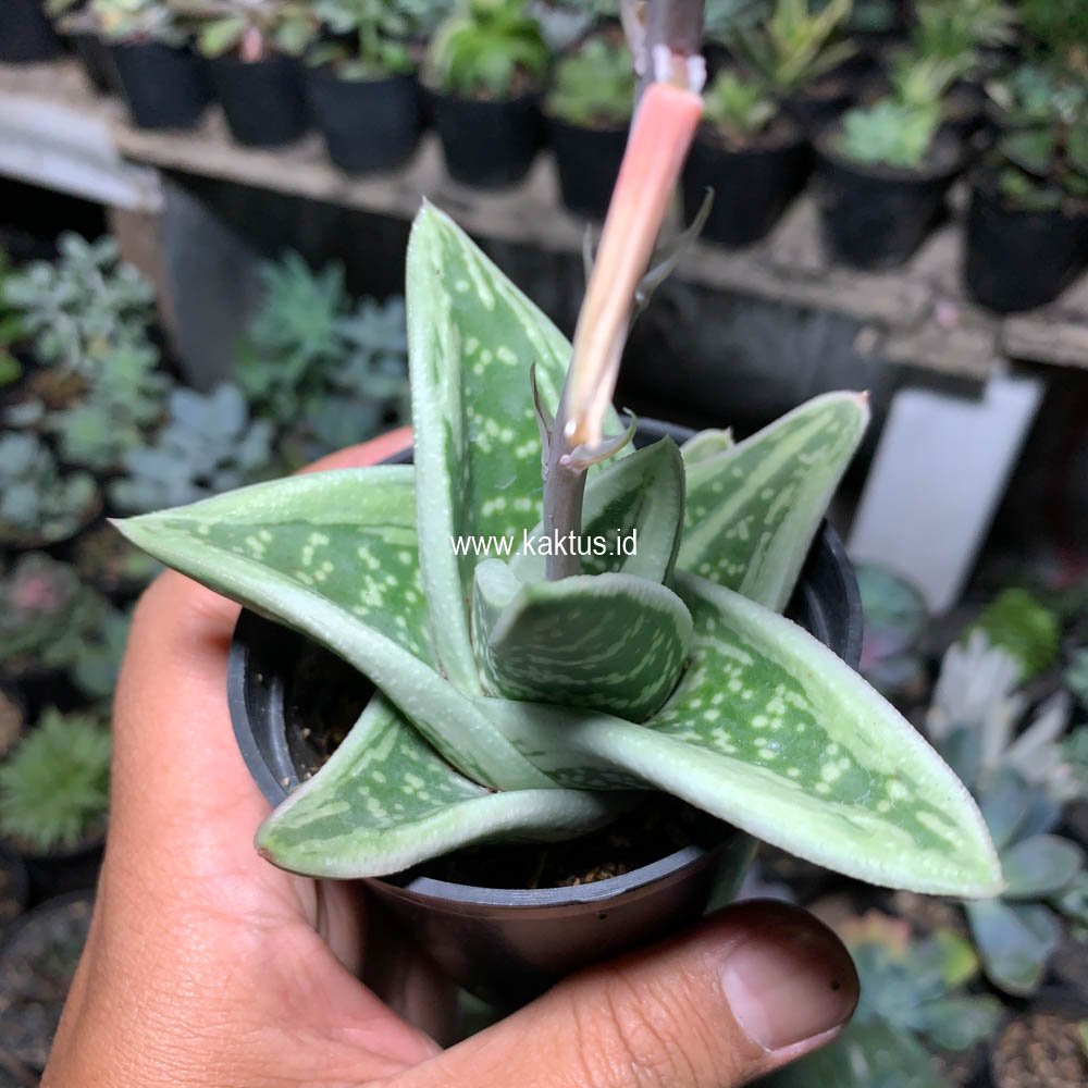 701. Gasteria Green Ice - Image 8