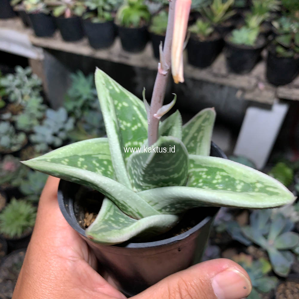 701. Gasteria Green Ice - Image 9