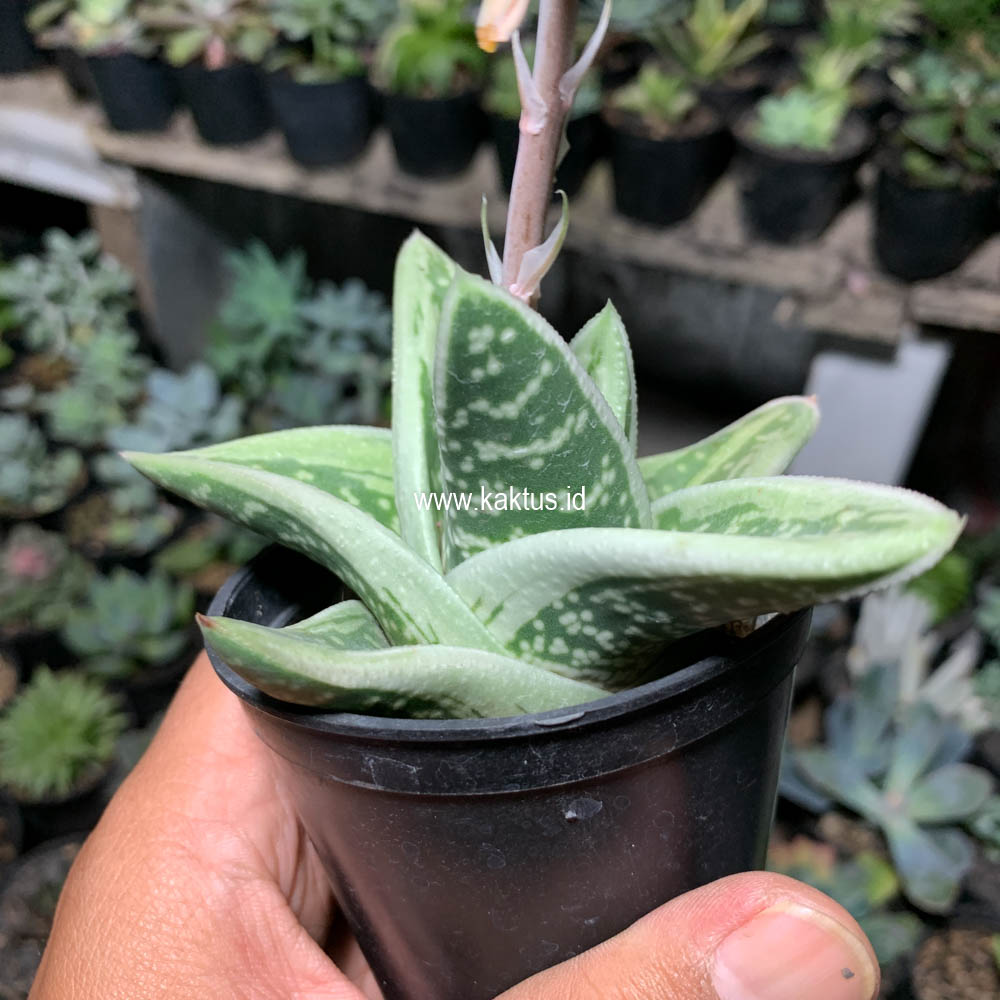 701. Gasteria Green Ice - Image 10