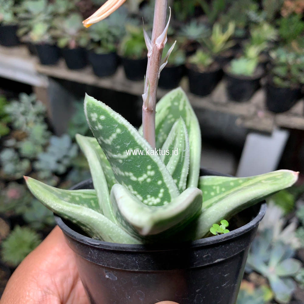 701. Gasteria Green Ice - Image 11