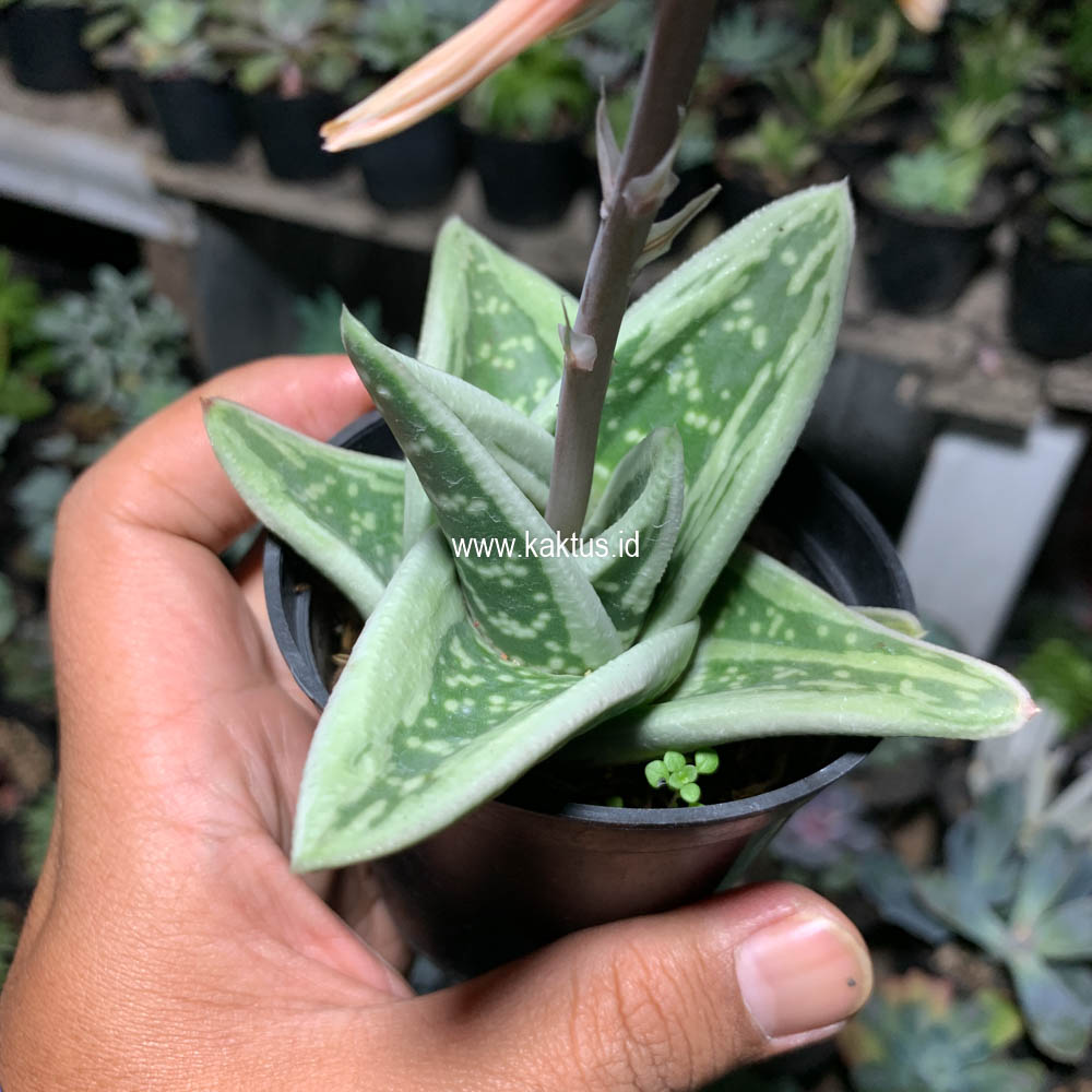701. Gasteria Green Ice - Image 4