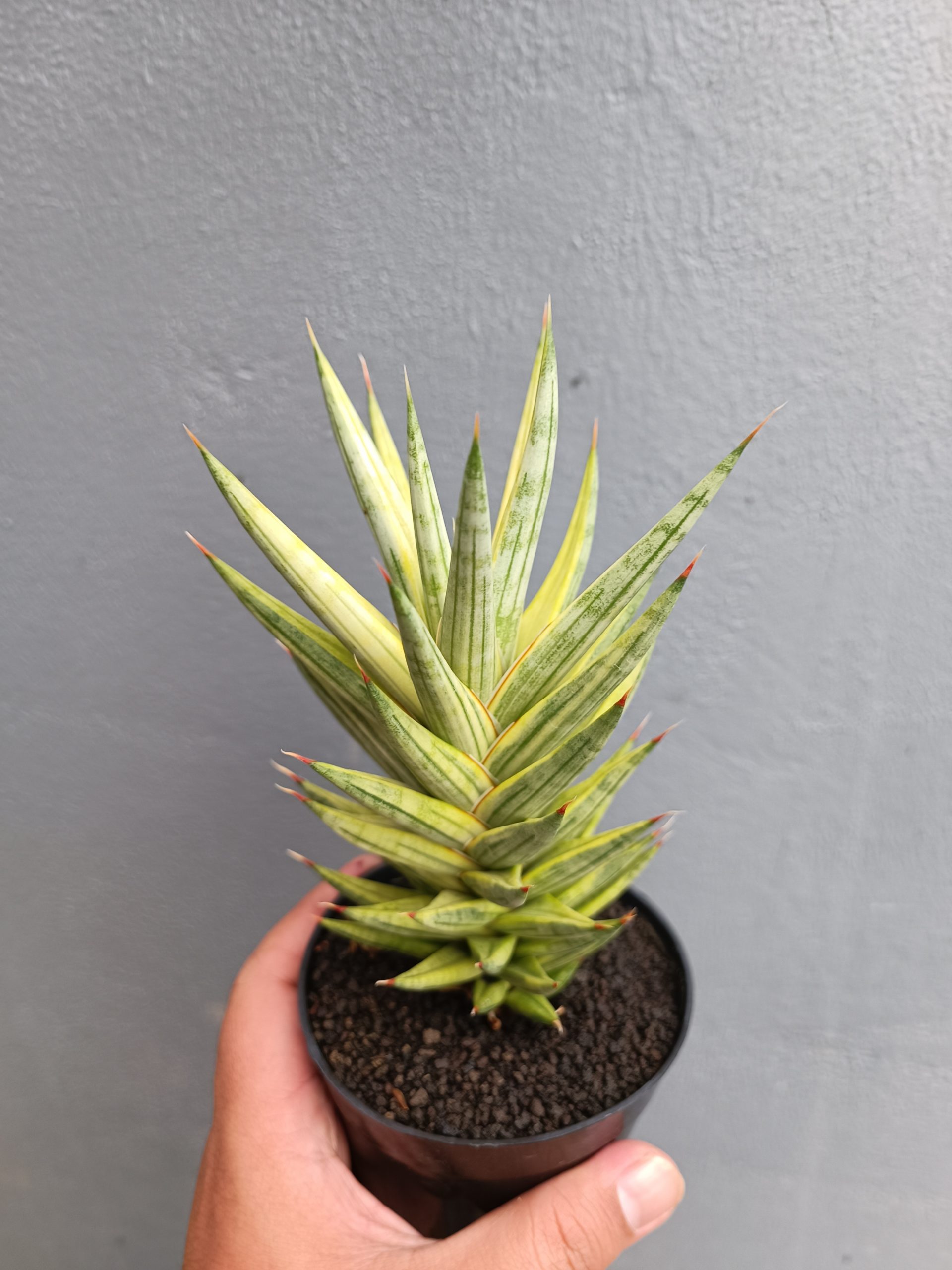 702. Sansevieria Francisii Gracilis Variegated - Image 3