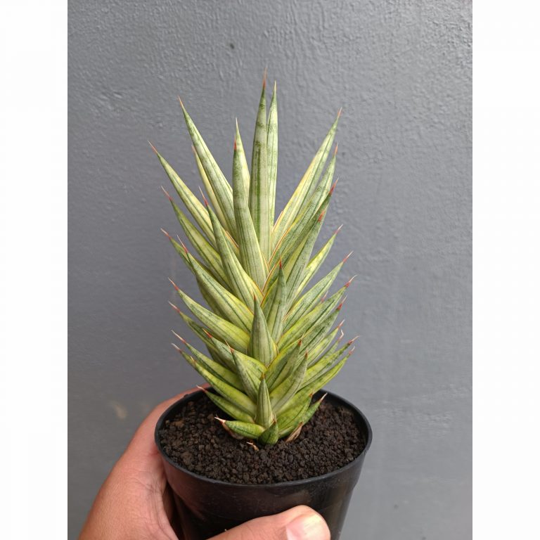 702. Sansevieria Francisii Gracilis Variegated