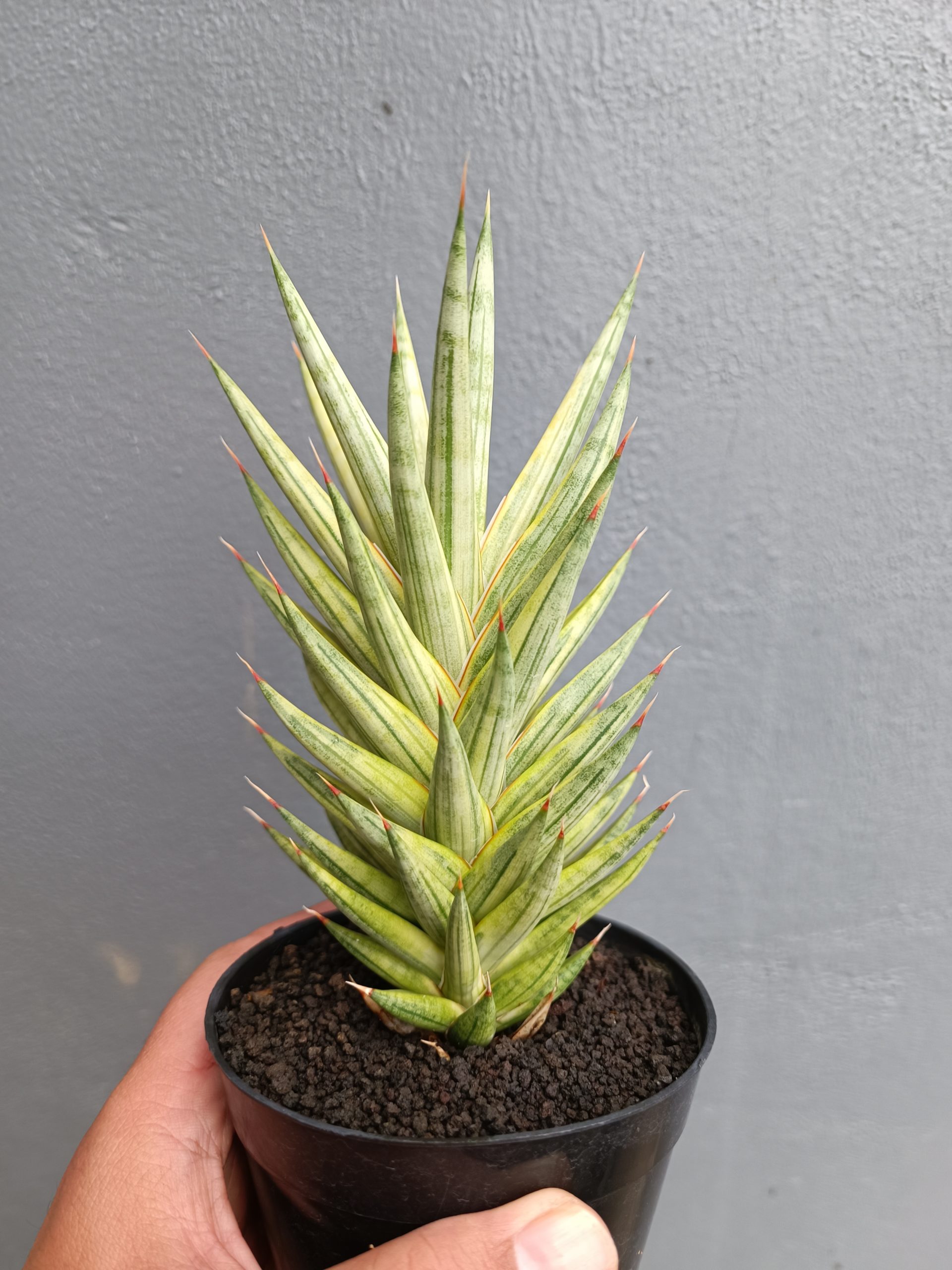 702. Sansevieria Francisii Gracilis Variegated - Image 4