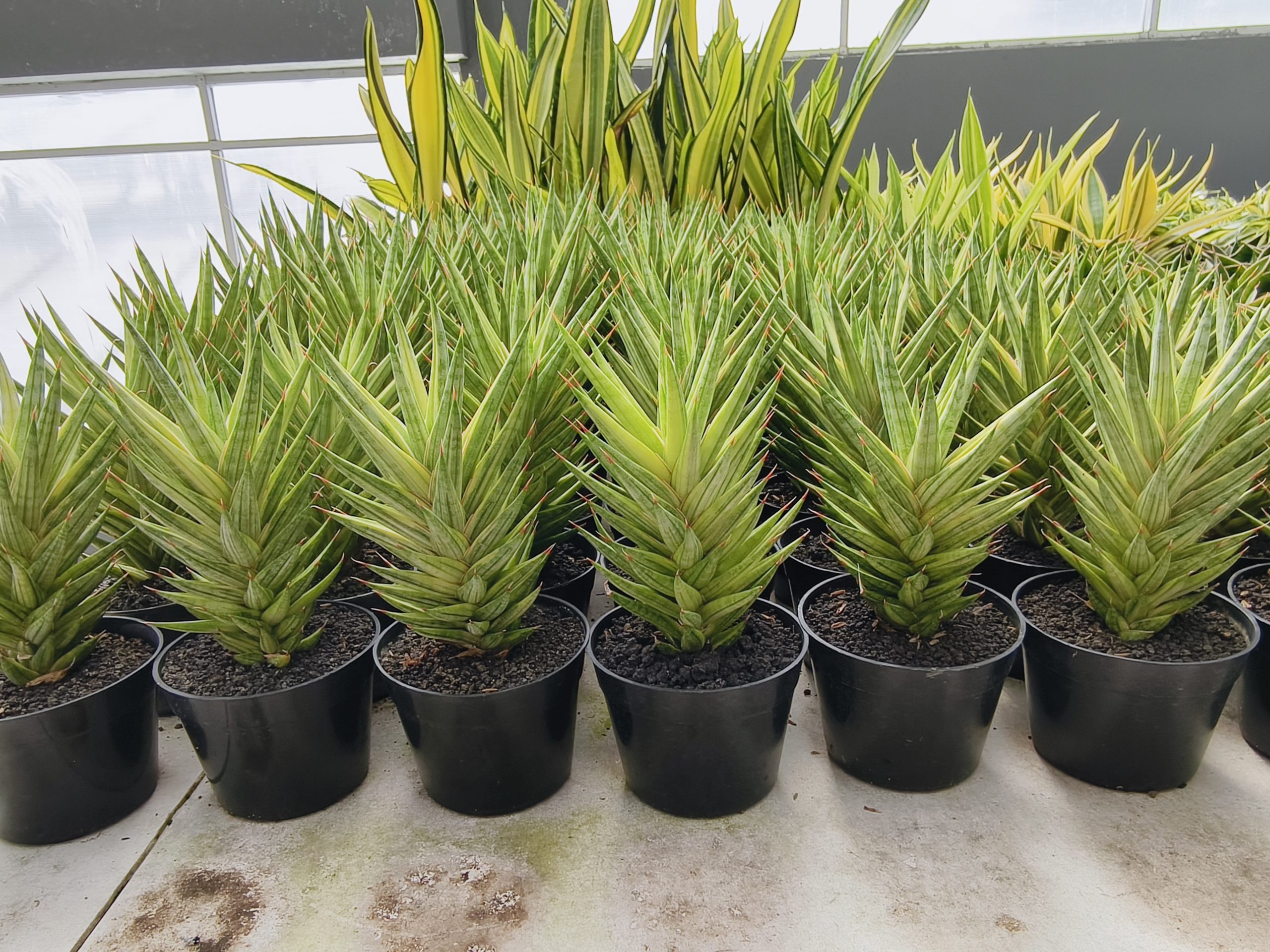702. Sansevieria Francisii Gracilis Variegated - Image 2