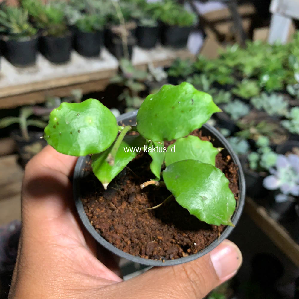 704. Hoya Endauensis - Image 4