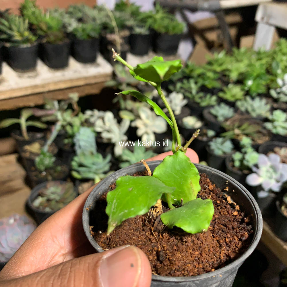 704. Hoya Endauensis - Image 7