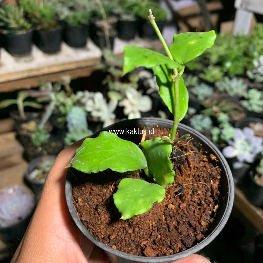 704. Hoya Endauensis - Image 2