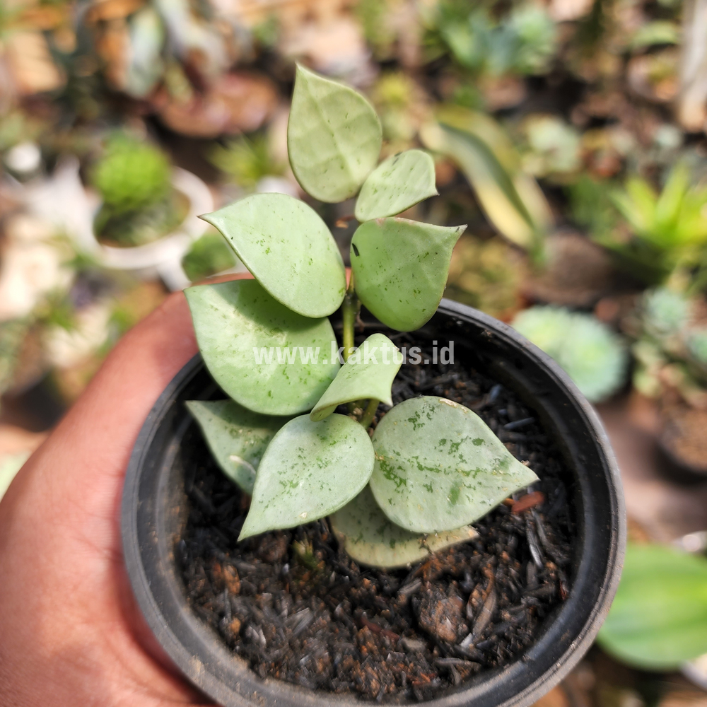 706. Hoya Kroniana Super Eskimo "Silver Leafs" - Image 10