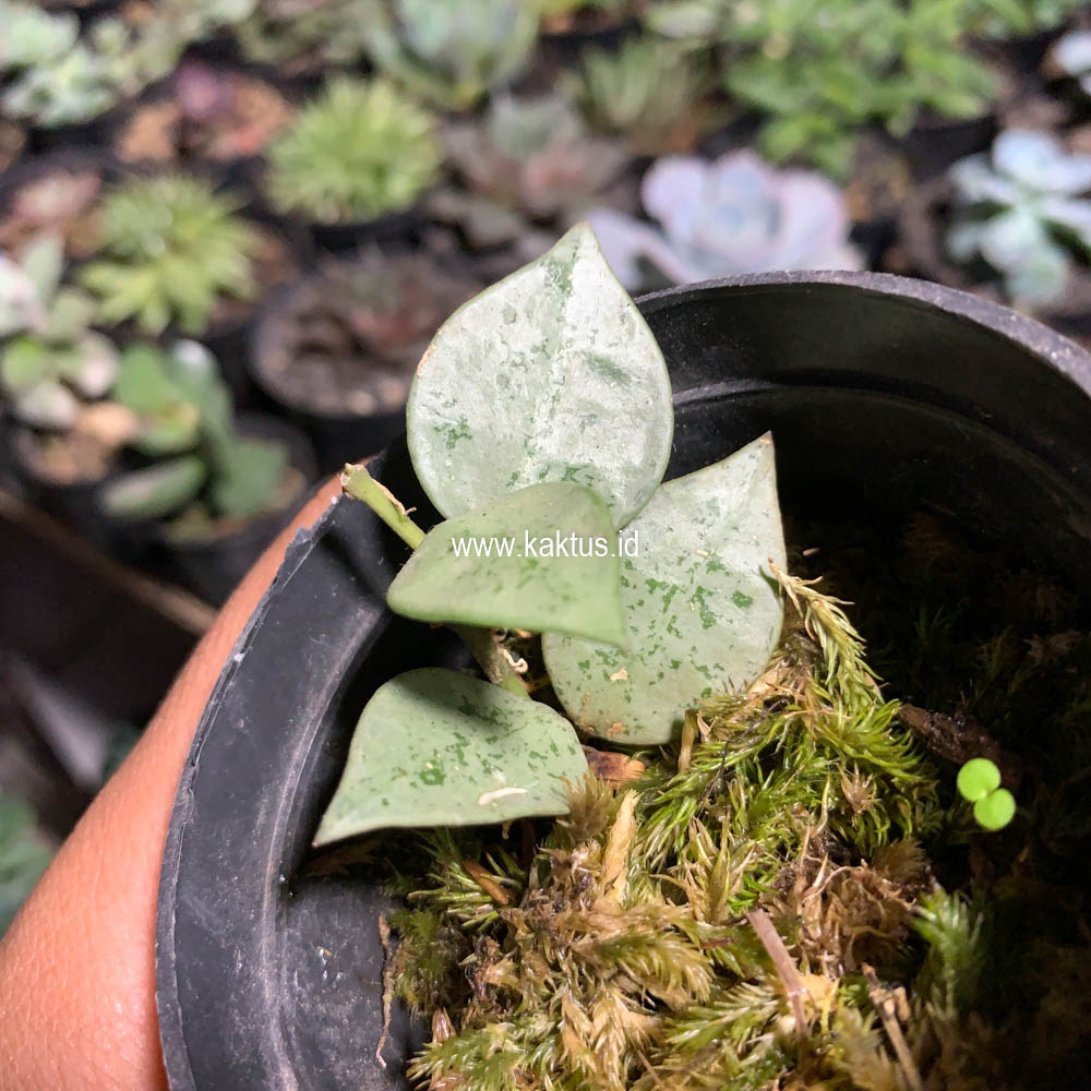 706. Hoya Kroniana Super Eskimo "Silver Leafs" - Image 2