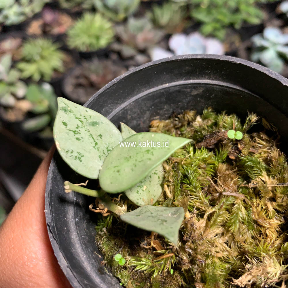 706. Hoya Kroniana Super Eskimo "Silver Leafs" - Image 6