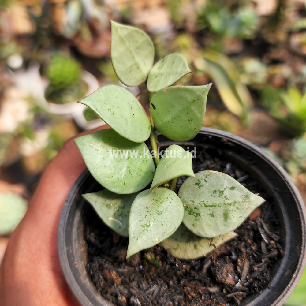 706. Hoya Kroniana Super Eskimo "Silver Leafs" - Image 3