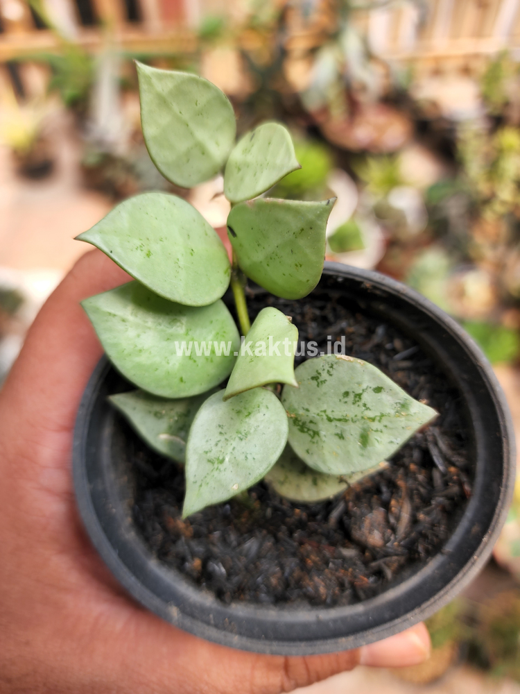706. Hoya Kroniana Super Eskimo "Silver Leafs" - Image 12