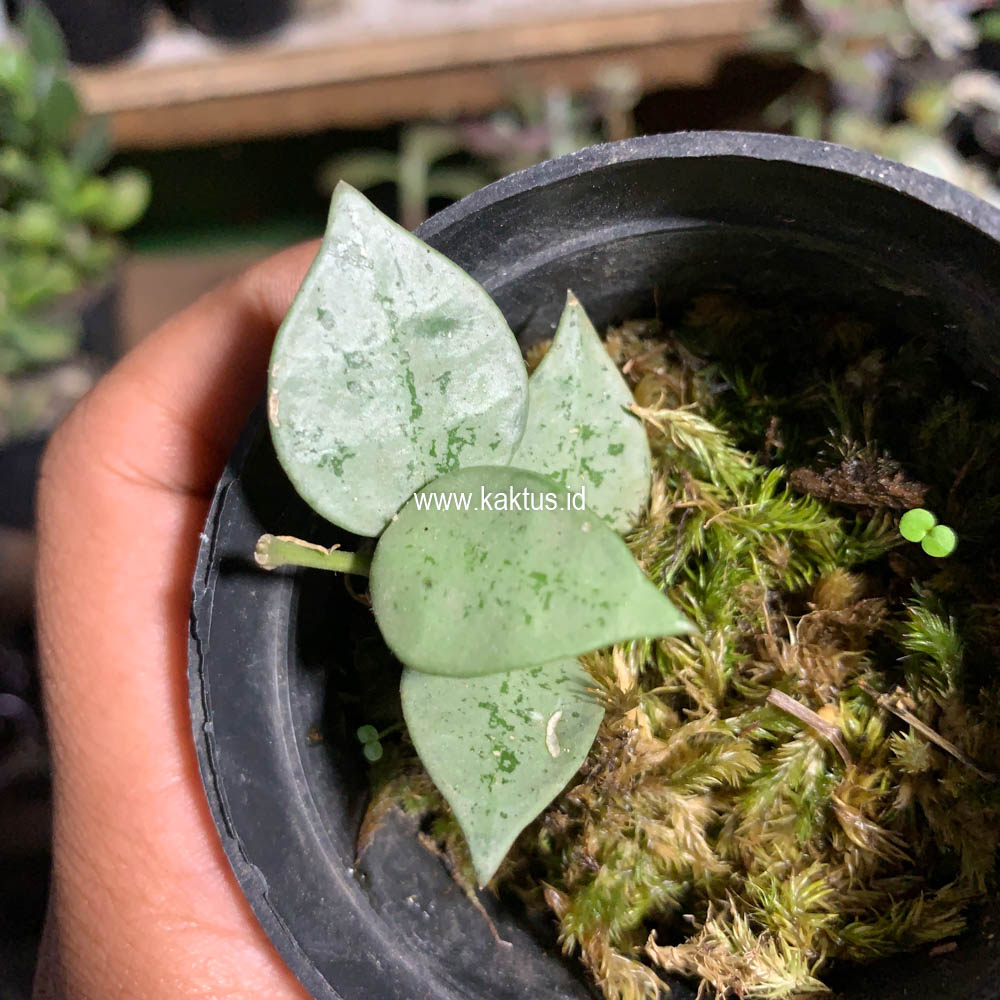 706. Hoya Kroniana Super Eskimo "Silver Leafs" - Image 11