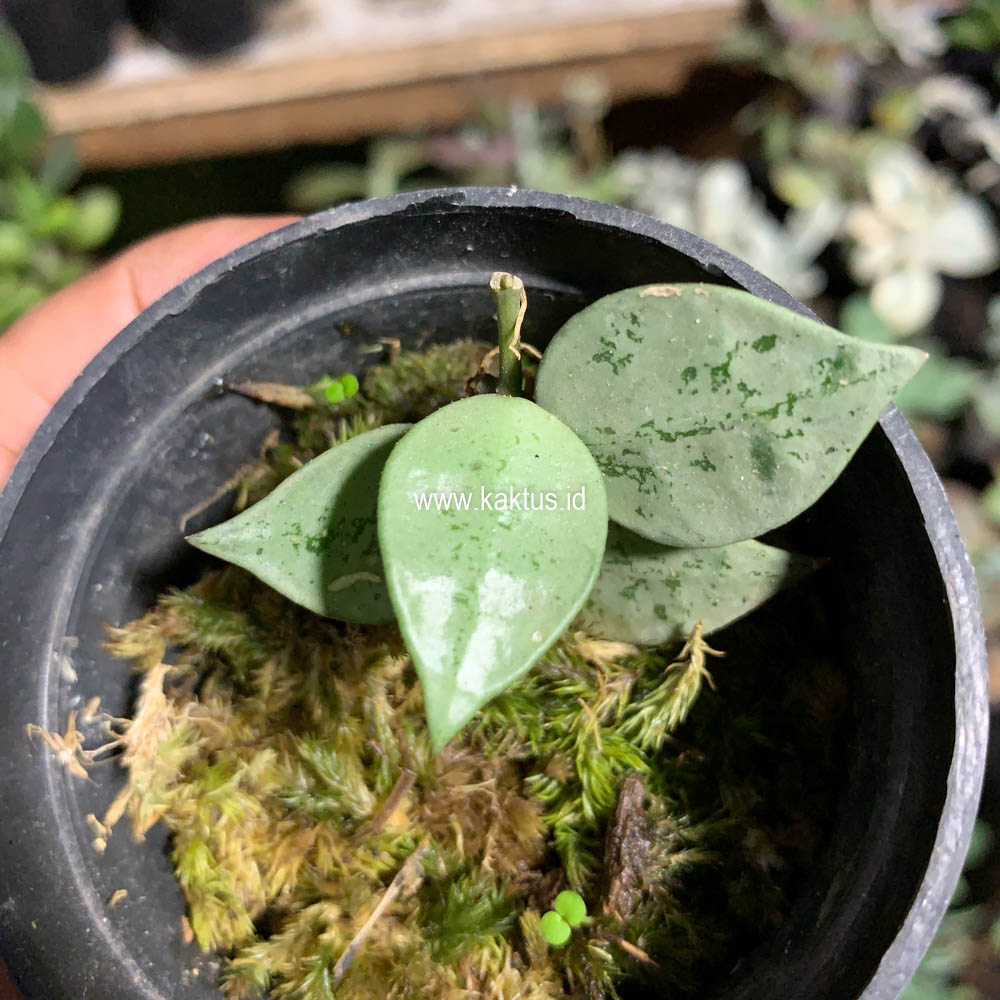 706. Hoya Kroniana Super Eskimo "Silver Leafs" - Image 13