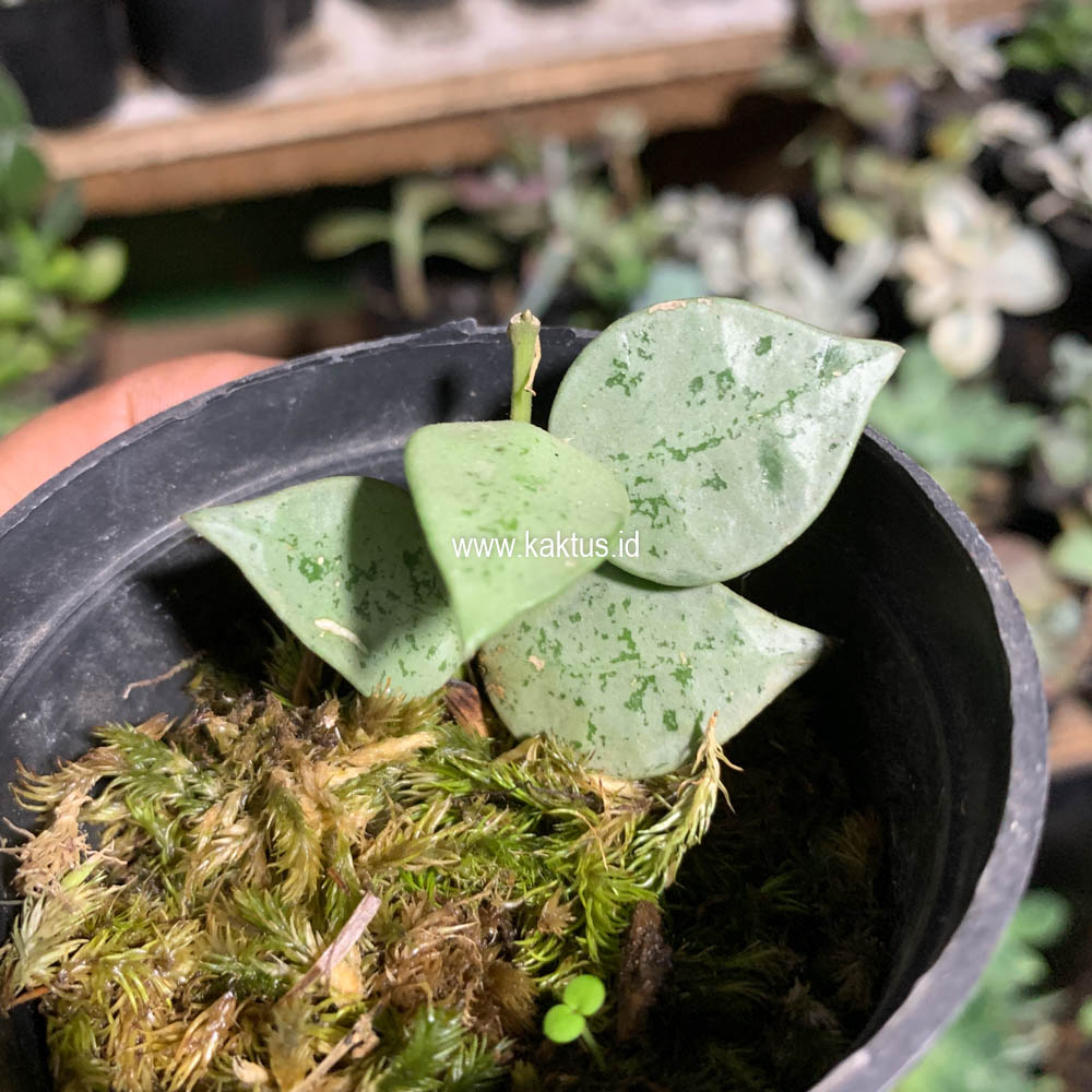 706. Hoya Kroniana Super Eskimo "Silver Leafs" - Image 14