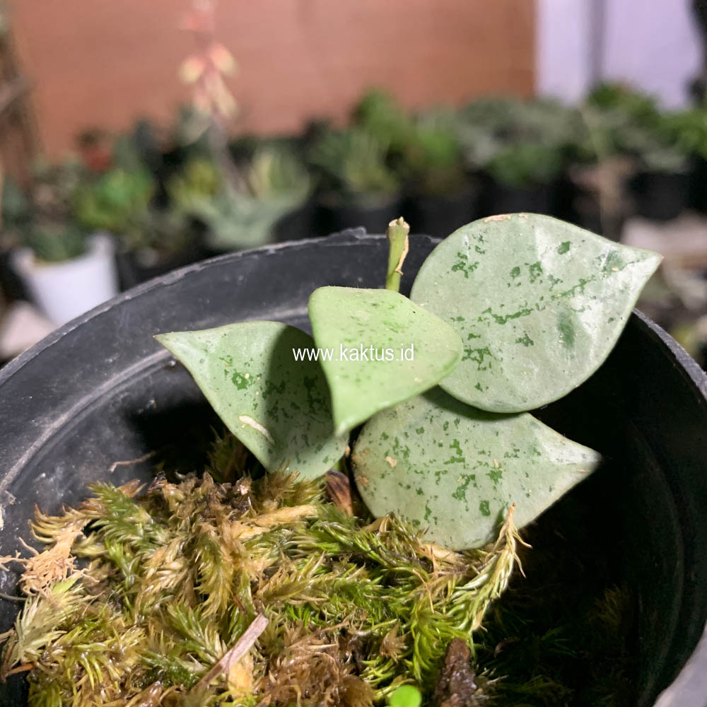 706. Hoya Kroniana Super Eskimo "Silver Leafs" - Image 15