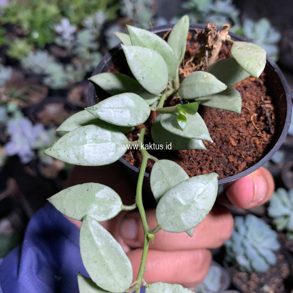 707. Hoya Louisa Silver - Image 5