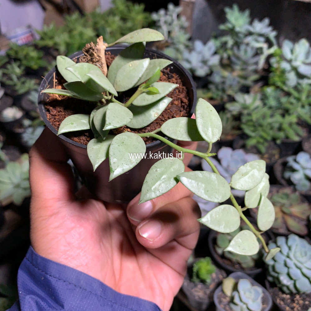 707. Hoya Louisa Silver - Image 8