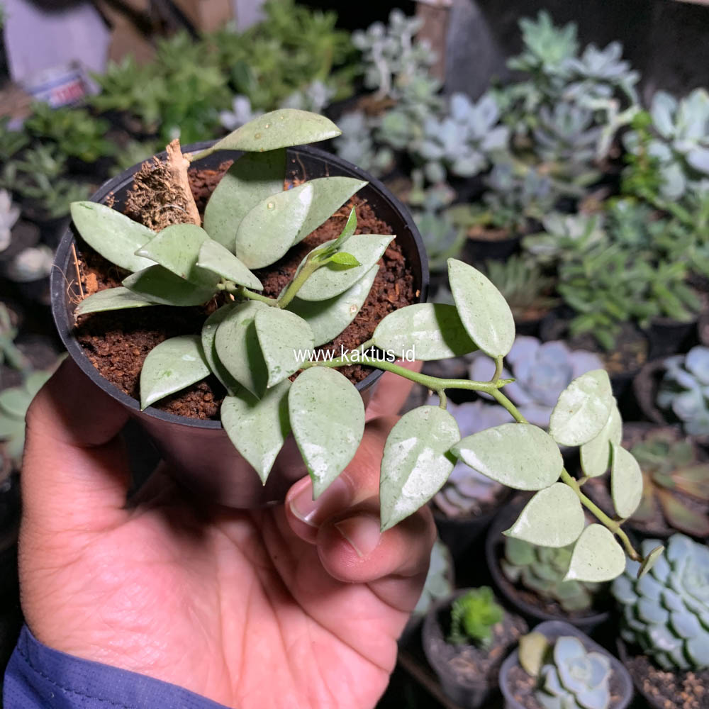 707. Hoya Louisa Silver - Image 9