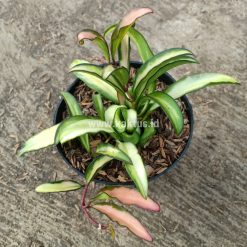 Alternative view of 708. Hoya Wayetii Variegated