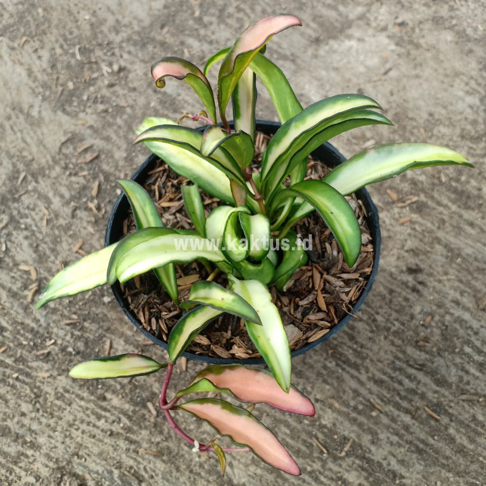 708. Hoya Wayetii Variegated - Image 2