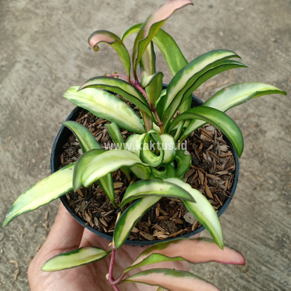 708. Hoya Wayetii Variegated - Image 3