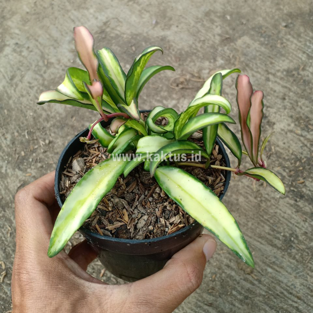 708. Hoya Wayetii Variegated - Image 5