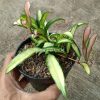 708. Hoya Wayetii Variegated