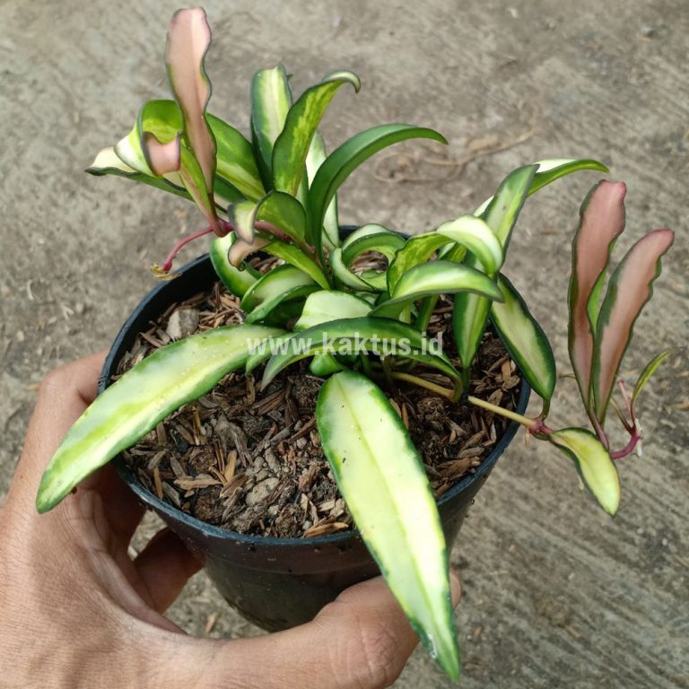 708. Hoya Wayetii Variegated
