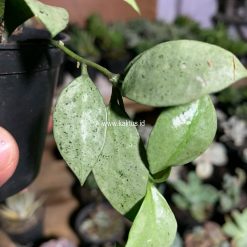 Alternative view of 709. Hoya Lacunosa Eskimo