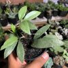 709. Hoya Lacunosa Eskimo
