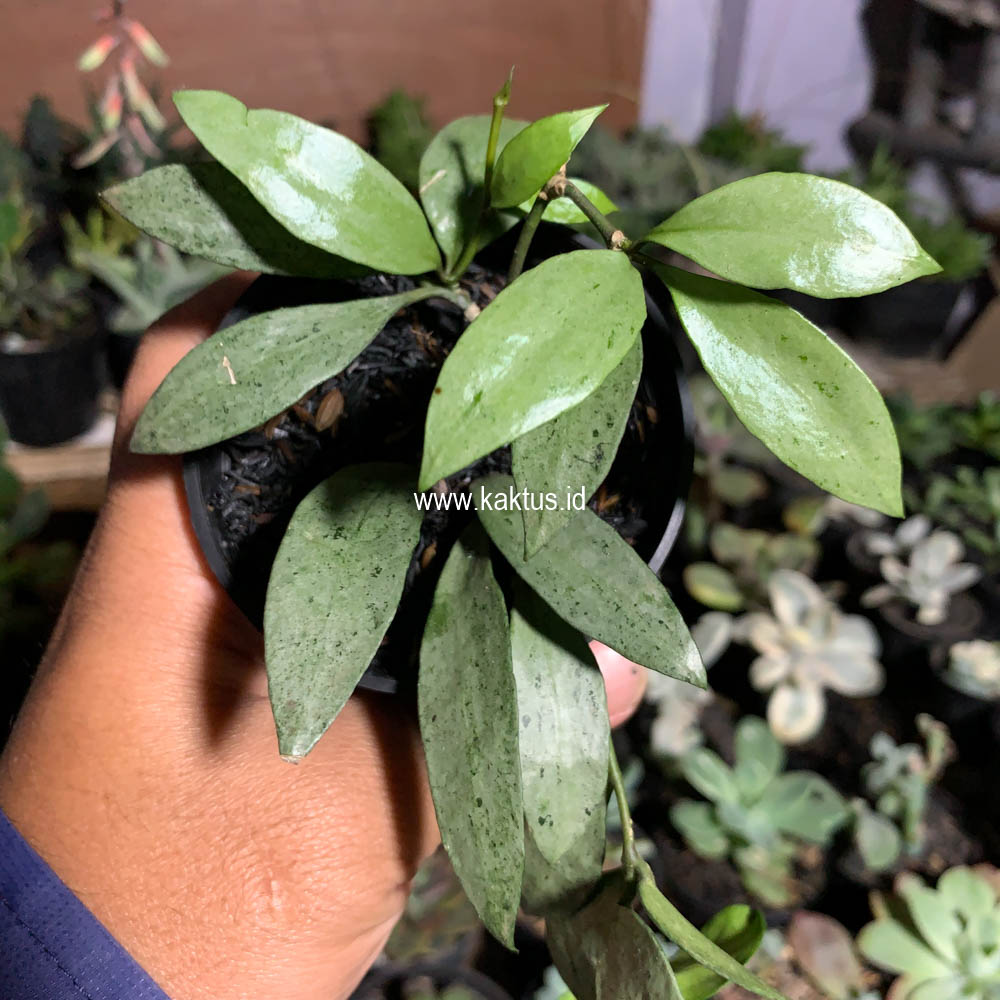 709. Hoya Lacunosa Eskimo - Image 3