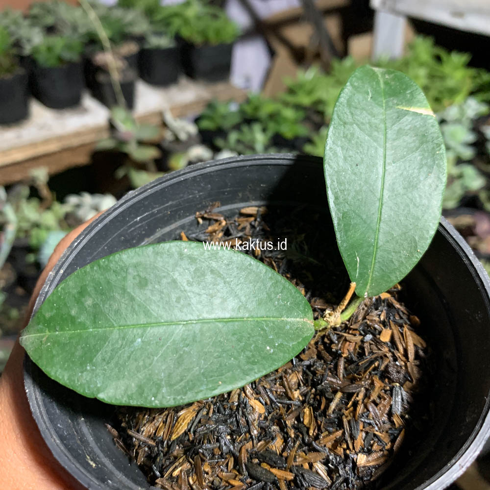 710. Hoya Evelinae - Image 3