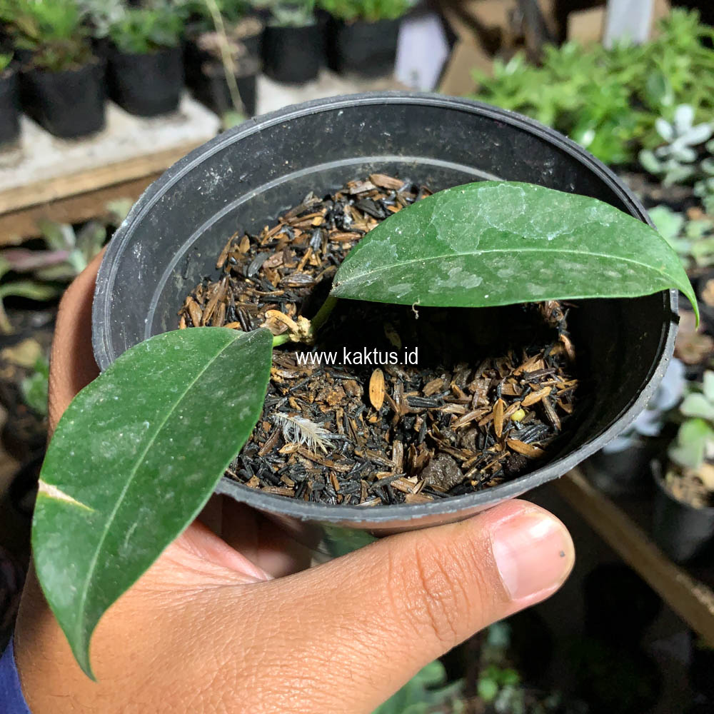 710. Hoya Evelinae - Image 4