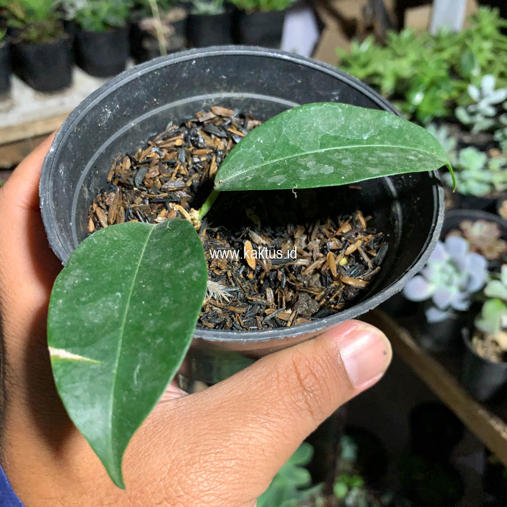 710. Hoya Evelinae - Image 6