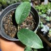 710. Hoya Evelinae