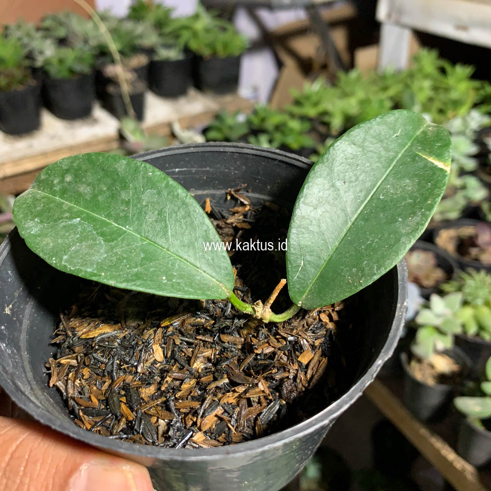 710. Hoya Evelinae - Image 2