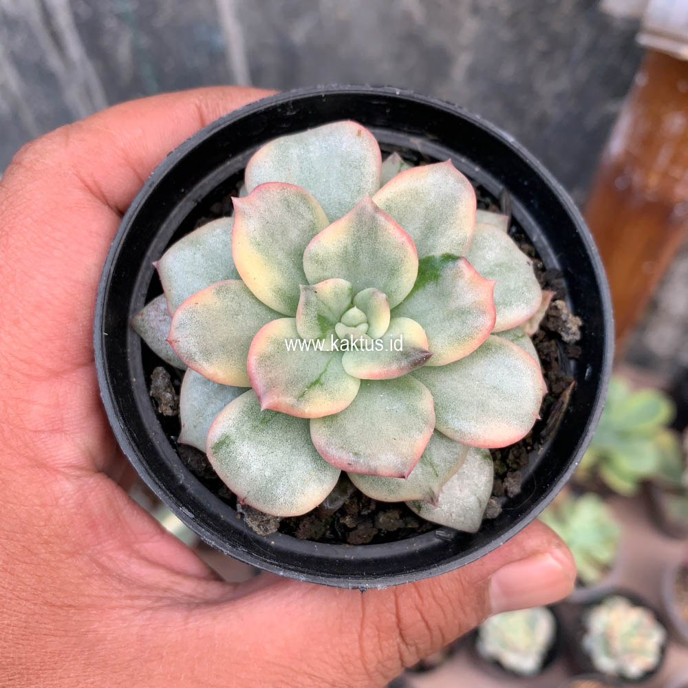 712. Echeveria Splash Prince - Image 4