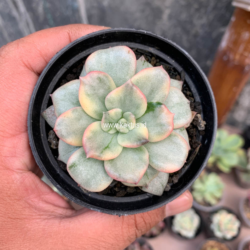712. Echeveria Splash Prince - Image 5
