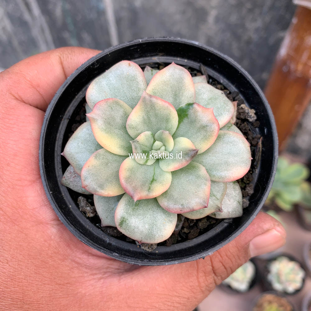 712. Echeveria Splash Prince - Image 7