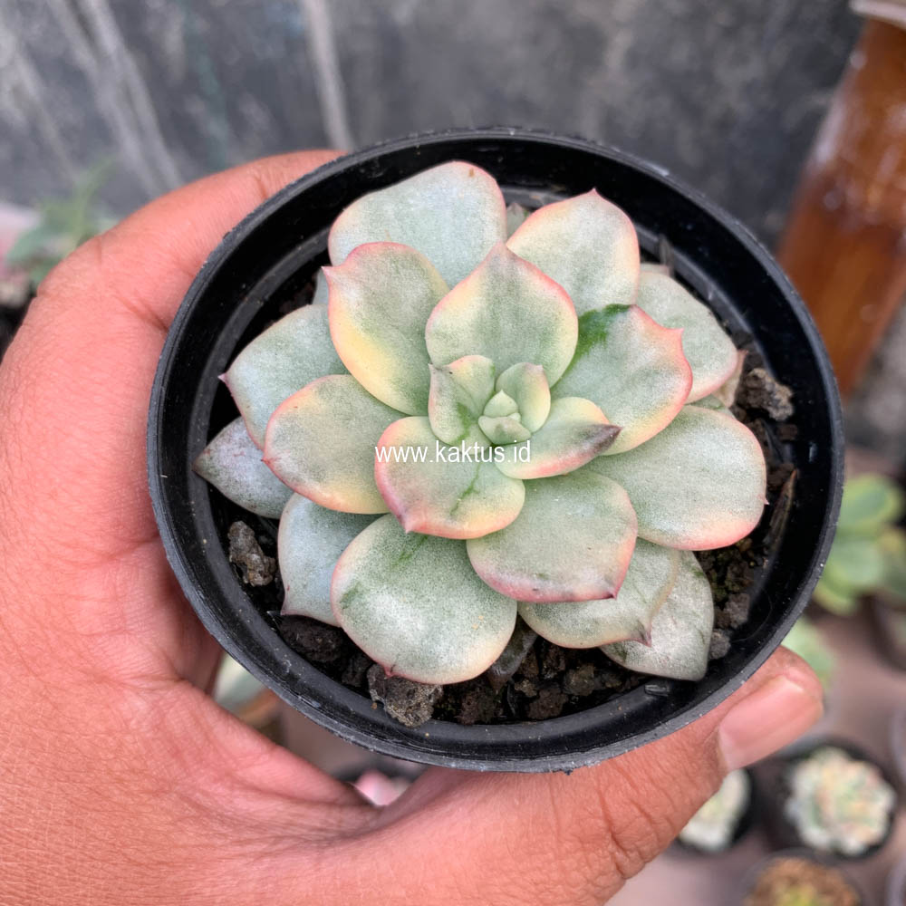 712. Echeveria Splash Prince - Image 8