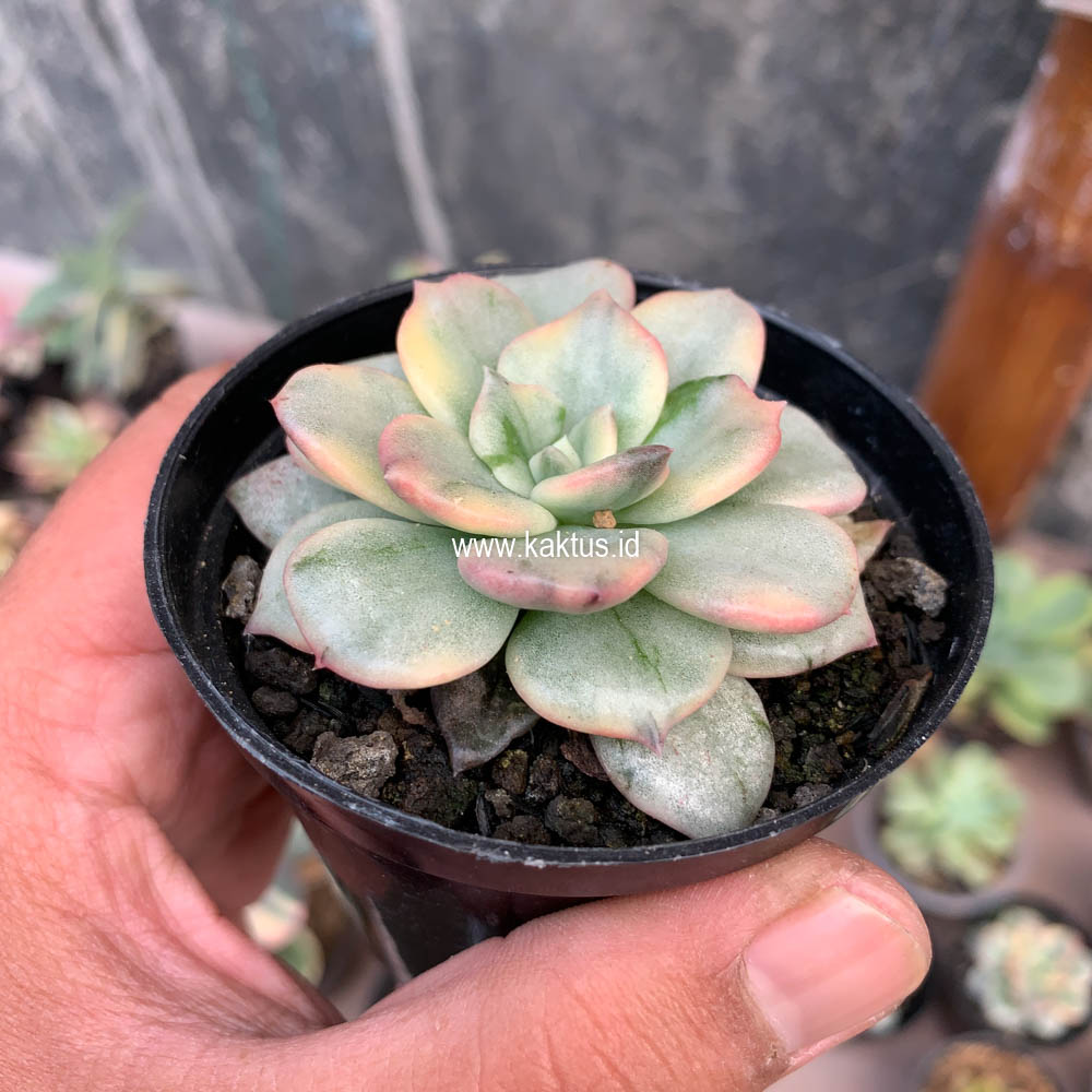 712. Echeveria Splash Prince - Image 2