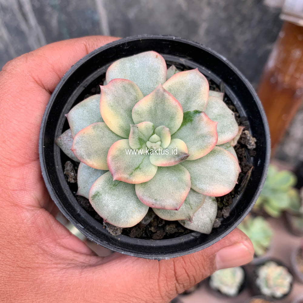 712. Echeveria Splash Prince - Image 3