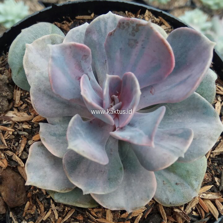 713. Echeveria Perle Pink Stripes - Image 3