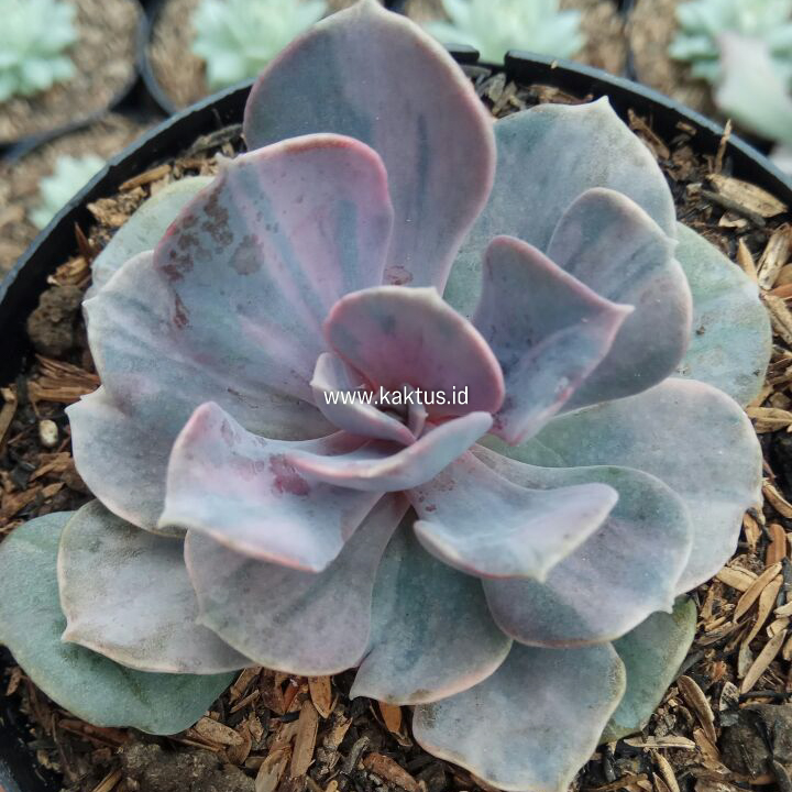 713. Echeveria Perle Pink Stripes - Image 5
