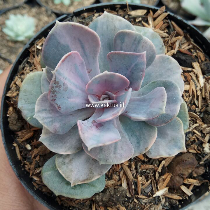 713. Echeveria Perle Pink Stripes - Image 8